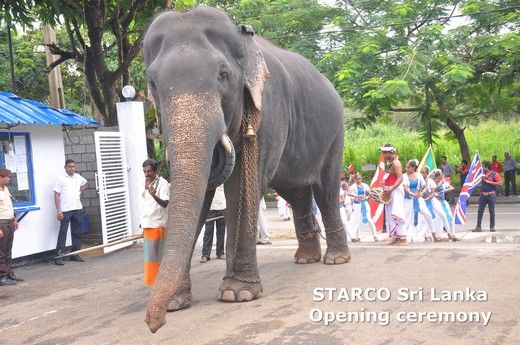 На завод STARCO Lanka пришел слон